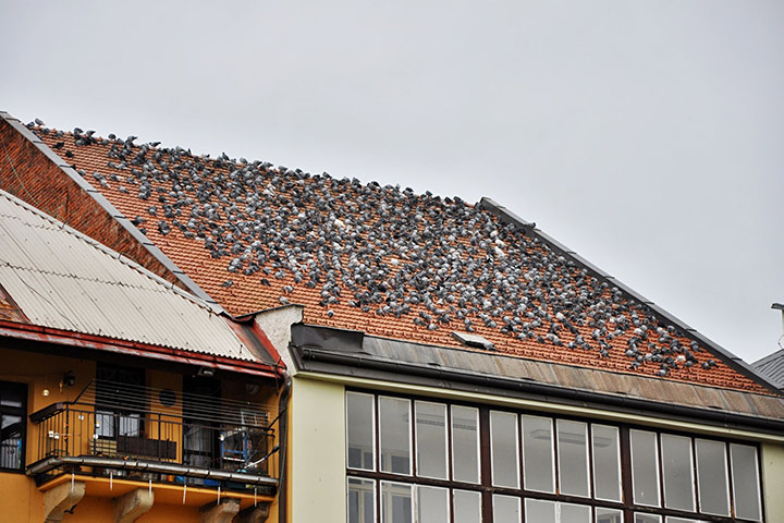 A2B Pest Control are able to install spikes to deter birds from roofs in Barking. 