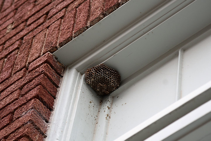 We provide a wasp nest removal service for domestic and commercial properties in Barking.